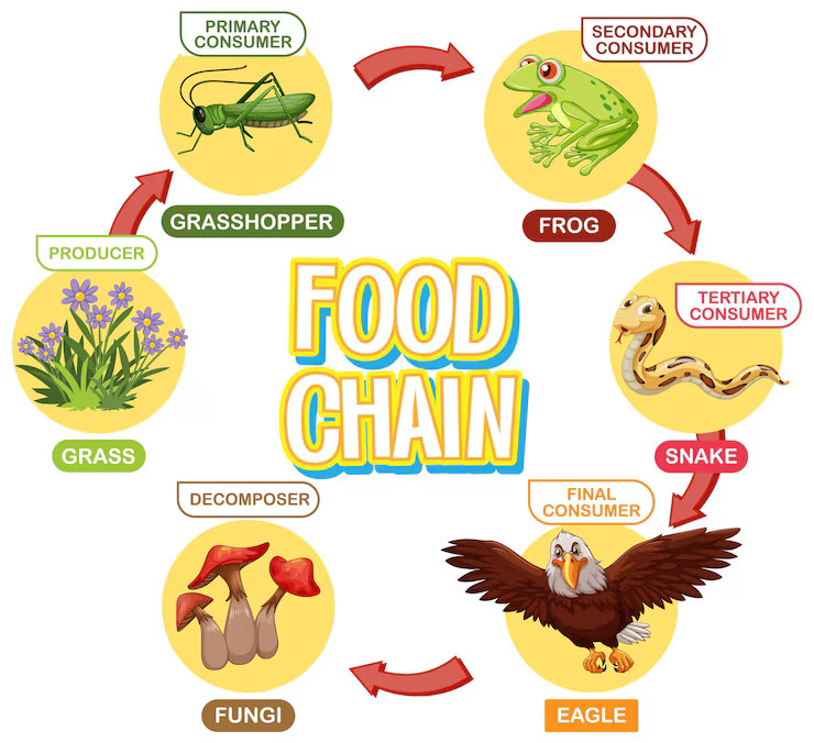 Food chain